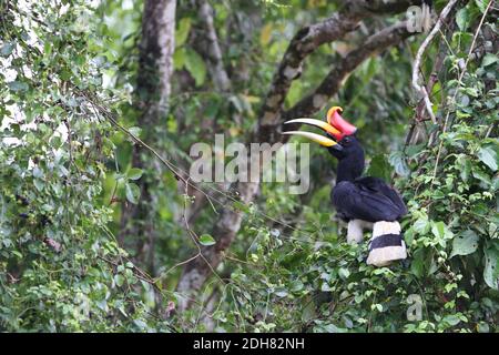 nashornvogel (Buceros Nashorn), Erwachsene thront in einem Baum entlang des Flusses Kinabatangan, Malaysia, Borneo, Sabah Stockfoto