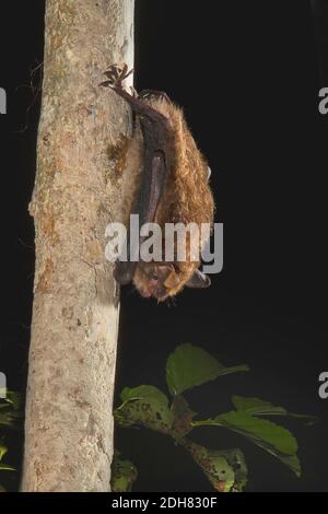 Daubentons Fledermaus, Daubentons Myotis (Myotis daubentoni, Myotis daubentonii), kopfüber an einem Baumstamm hängend, Seitenansicht, Frankreich Stockfoto