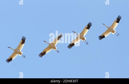 Großer weißer Kranich (Grus leucogeranus, Leucogeranus leucogeranus), vier Sibirische Kraniche im Flug in Formation, China, Heilongjiang Stockfoto