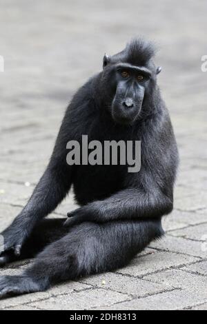 Celebes-Affe, Celebes-Schwarzer Affe, Sulawesi-Haubenmakaken, Celebes-Haubenmakaken (Macaca nigra, Cynopithecus niger), Männchen auf einem gepflasterten Weg sitzend, Stockfoto