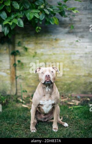 Porträt des amerikanischen Pit Bull Terrier auf dem Hof sitzen Stockfoto