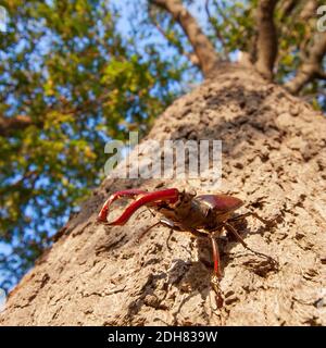 Hirschkäfer, Europäischer Hirschkäfer (Lucanus cervius), Männchen an einem Baumstamm, Niederlande Stockfoto