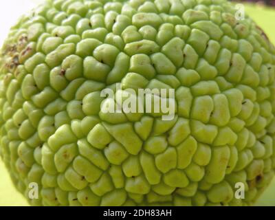 osage Orange (Maclura pomifera), Frucht Stockfoto
