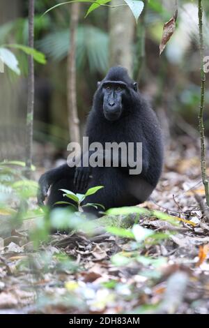 Celebes-Affe, Celebes-Schwarzer Affe, Sulawesi-Haubenmakaken, Celebes-Haubenmakaken (Macaca nigra, Cynopithecus niger), Männchen, das in einem Wald ruht, Stockfoto