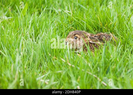 Europäischer Hase, Brauner Hase (Lepus europaeus), kleiner Hase auf Gras, Seitenansicht, Niederlande Stockfoto