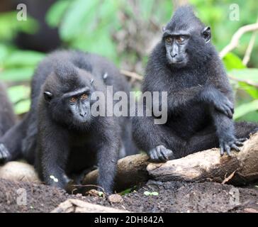 Celebes-Affe, Celebes-Schwarzer Affe, Sulawesi-Haubenmakak, Celebes-Haubenmakak (Macaca nigra, Cynopithecus niger), zwei junge Affen auf dem Boden Stockfoto