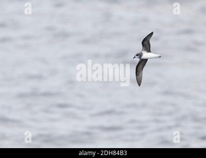 Weich gefiederter Sturmvogel (Pterodroma mollis), der in hohen Bögen über dem Ozean fliegt, Neuseeland, Chatham-Inseln Stockfoto