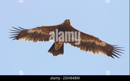 Steppenadler (Aquila nipalensis, Aquila rapax nipalensis), juvenil im Flug, Indien, Bikaner Stockfoto