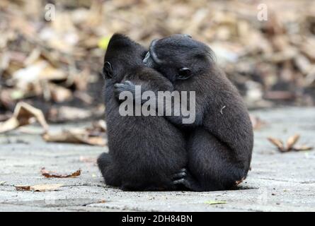 Celebes-Affe, Celebes-Schwarzer Affe, Sulawesi-Haubenmakaken, Celebes-Haubenmakaken (Macaca nigra), zwei junge Affen sitzen umarmt auf einer asphaltierten Straße, Stockfoto