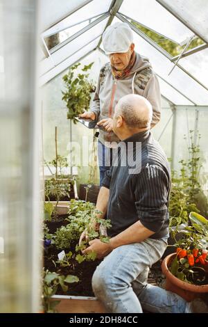 Gay Paar diskutieren über digitale Tablette während Gartenarbeit in kleinen Gewächshaus Stockfoto