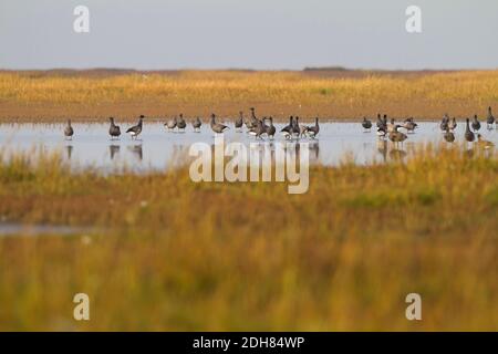 brent Gans (Branta bernicla), Truppe im Flachwasser, Deutschland Stockfoto