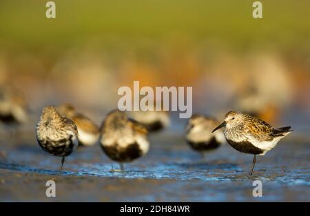 dunlin (Calidris alpina), eine Gruppe von Dünnsträuchern im Brutgefieder, die im Flachwasser ruhen Stockfoto