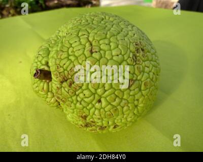 osage Orange (Maclura pomifera), Frucht Stockfoto