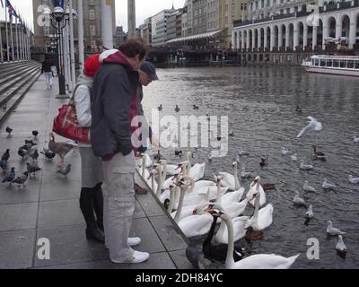 Stummen Schwan (Cygnus olor), Vögel werden von Wanderern auf der Alster, Deutschland, Hamburg gefüttert Stockfoto