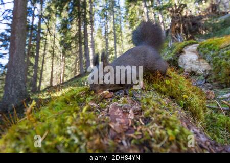 Europäisches Rothörnchen, Eurasisches Rothörnchen (Sciurus vulgaris), auf einem alten moosigen Baumstamm sammeln, Seitenansicht, Schweiz, Graubünden Stockfoto