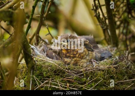 Blackrird Küken im Nest, Großbritannien Stockfoto