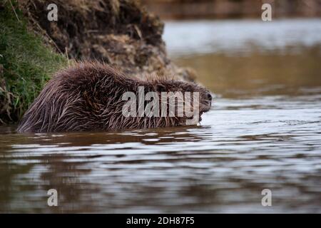 European Beaver Castor Fibre Großbritannien Stockfoto