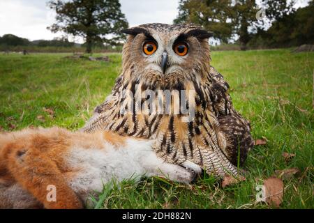 Europäische Adlereule, Bubo bubo mit toten Fuchs Stockfoto