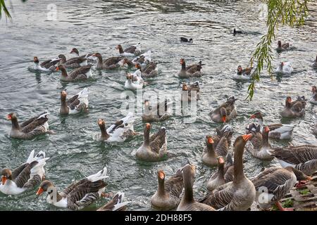 Schar schwimmende Gänse in der Nähe Plan Stockfoto