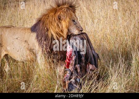 Reifer männlicher Löwe (Panthera leo), der die Kadaver seiner Beute trägt, ein Kapbüffel (Syncerus caffer), im langen Gras in der Savanne, Masai Mara, Kenia Stockfoto