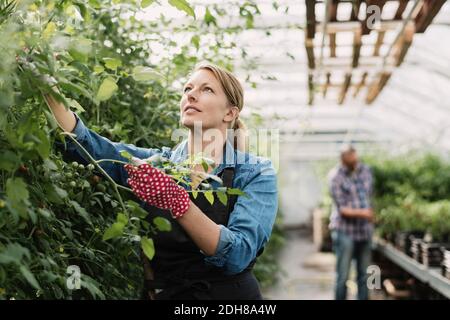 Gärtner, die Pflanzen während der Arbeit im Gewächshaus überprüfen Stockfoto