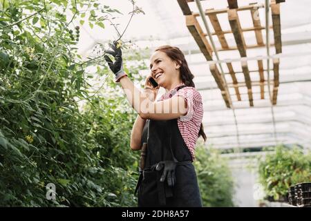 Glückliche Gärtnerin, die im Gewächshaus mit dem Handy spricht Stockfoto