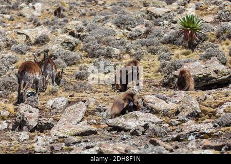 Endemische Gelada in Simien Berg, Äthiopien Stockfoto