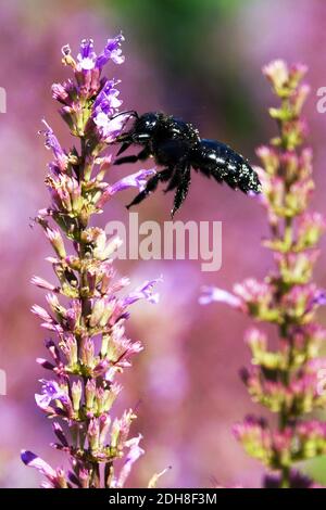 Große, violette Schrilienbiene, die Xylocopa violacea auf einer blühenden Einzelbiene fliegt Stockfoto