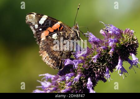 Roter Admiral Schmetterling geschlossen Flügel auf Blume Agastache Stockfoto