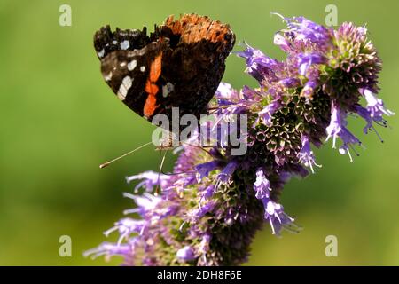 Roter Admiral Schmetterling auf Blume Agastache Stockfoto