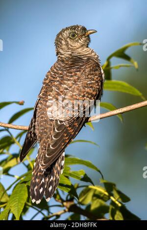 Kuckuck (Cuculus canorus) im Jugendkleid Stockfoto