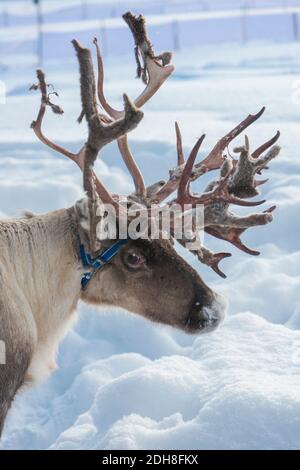 Jokkmokk Wintermarkt 2018, erstes Wochenende im Februar, im Winter in Lappland, Schweden, Norrbotten Stockfoto