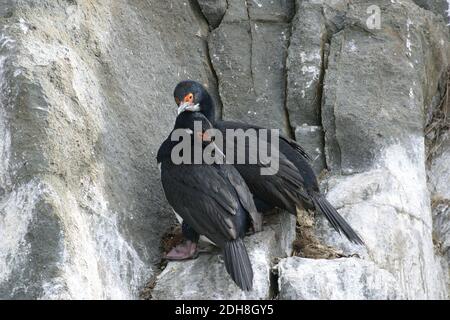 Blick auf Rock Shag, Phalacrocorax magellanicus, Paar Stockfoto