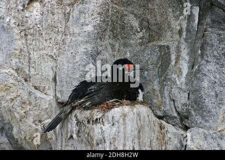 Ein Nesting Rock Shag, Phalacrocorax magellanicus Stockfoto