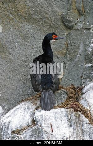 Ein Vertikal des Felsens Shag, Phalacrocorax magellanicus Stockfoto