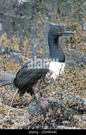 Ein jugendlicher Rock Shag, Phalacrocorax magellanicus Stockfoto