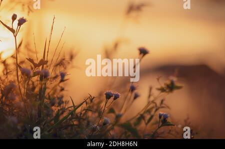 Selektiver Fokus auf Grasblume und Spinnennetz auf unscharfen Hintergrund des orangen Sonnenaufgangs Himmel. Wiesengras blühen am Morgen mit goldenem Sonnenaufgang. Gras Stockfoto