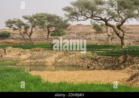 Zwiebelfarmen in der Nähe Bandiagara Böschung, Dogon Land, Mali Stockfoto