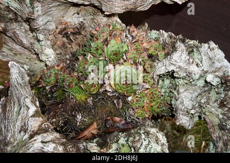 Sempervivum tectorum, gemeiner Hauseke, der an der Steinmauer wächst. Stockfoto