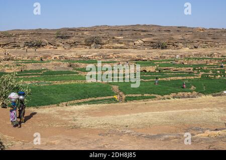 Zwiebelfarmen in der Nähe Bandiagara Böschung, Dogon Land, Mali Stockfoto