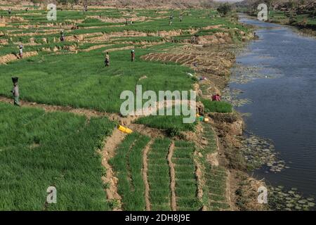 Zwiebelfarmen in der Nähe Bandiagara Böschung, Dogon Land, Mali Stockfoto