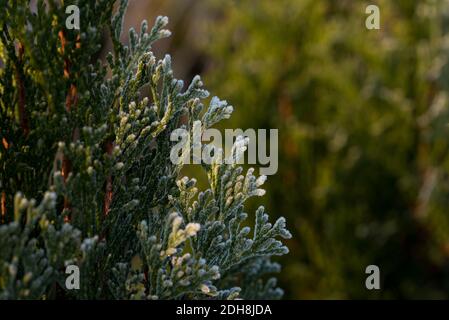 Thuja mit Frost bedeckt, Winter im Garten. Nahaufnahme von satinierten Zierpflanzen. Zweige mit weißer Blüte bedeckt. Stockfoto