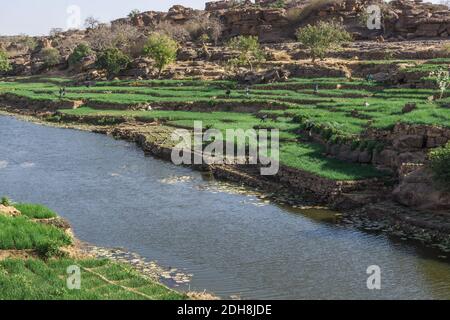 Zwiebelfarmen in der Nähe Bandiagara Böschung, Dogon Land, Mali Stockfoto