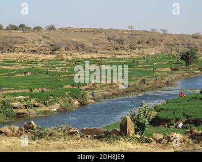 Menschen, die auf Feldern in der Nähe von Sangha Dorf, Dogon Land, Mali, Westafrika Stockfoto