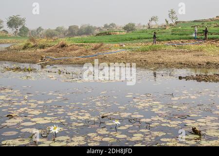 Menschen, die auf Feldern in der Nähe von Sangha Dorf, Dogon Land, Mali, Westafrika Stockfoto