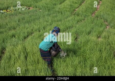 Menschen, die auf Feldern in der Nähe von Sangha Dorf, Dogon Land, Mali, Westafrika Stockfoto