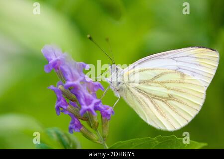 Großer Kohl weißer Schmetterling auf Lavendel Stockfoto