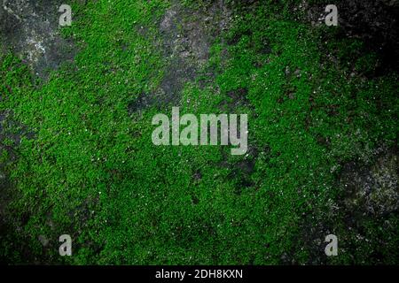 Dunkelgrün gruselig Moos Textur Hintergrund auf alten rustikalen verwitterten Stein Felsen. Stockfoto
