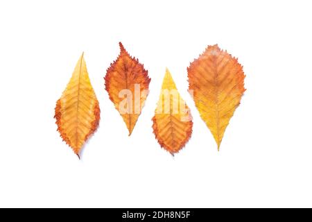 Schöne Herbst gelb und braun Blätter isoliert auf einem weißen. Stockfoto