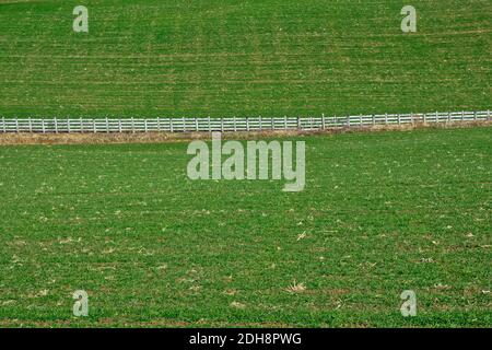 Ein schöner weißer Holzzaun auf einer Wiese in Westserbien. Es trennt die Wiese und markiert die Grenze von zwei ländlichen Haushalten. Stockfoto